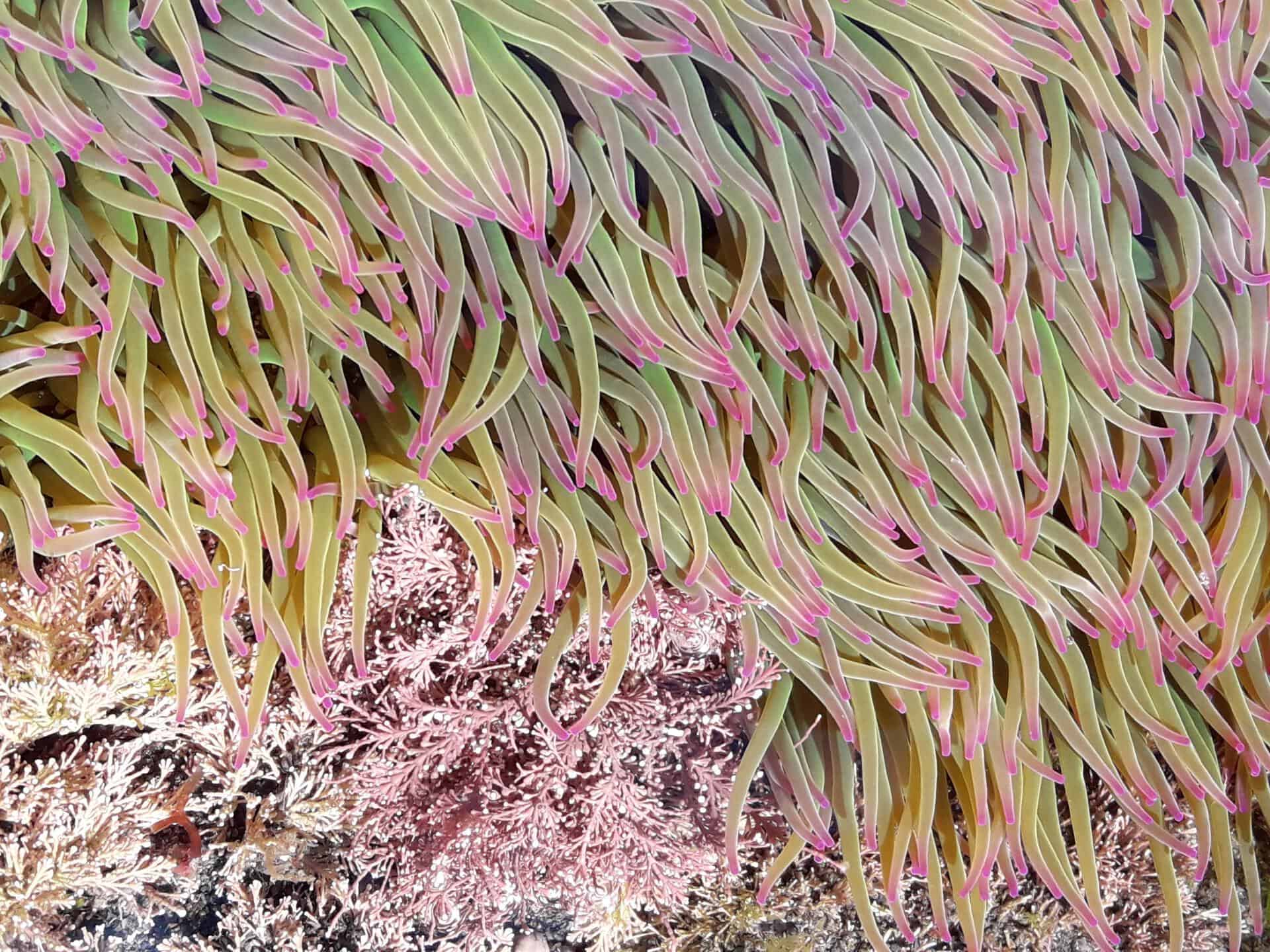 Anemonia sulcata