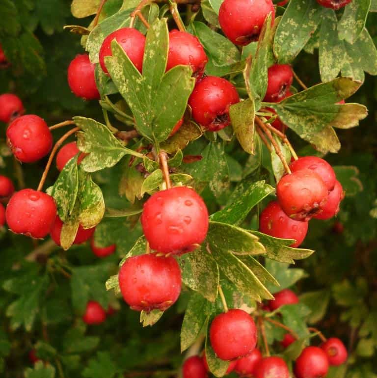 Frutos Rojos