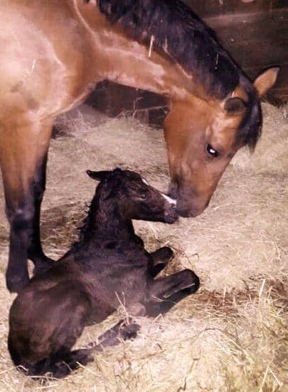 Maternidad – Maternity