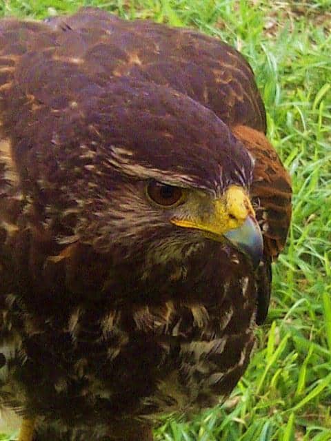 Halcon – Falcon