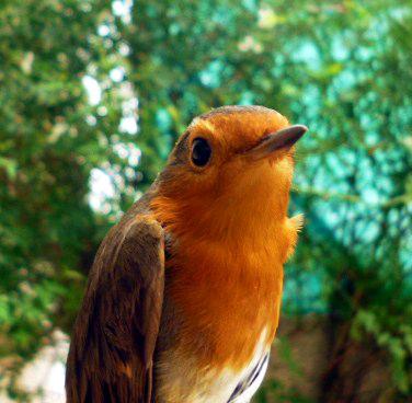 Erithacus rubecula: petirrojo
