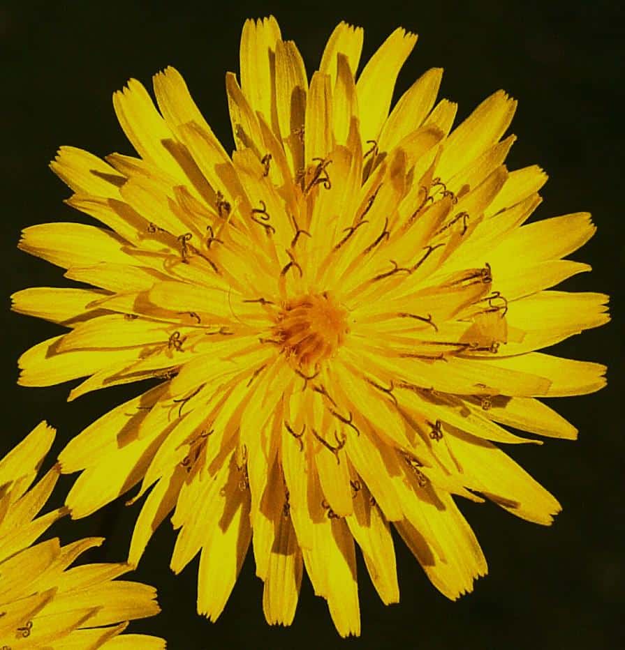 Taraxacum officinale