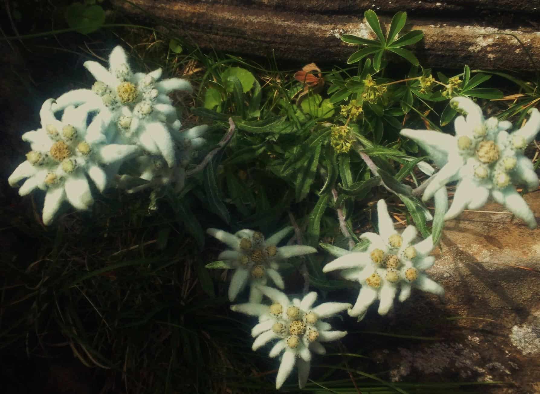 Edelweis, flor de la nieve o Leontopodium alpinum