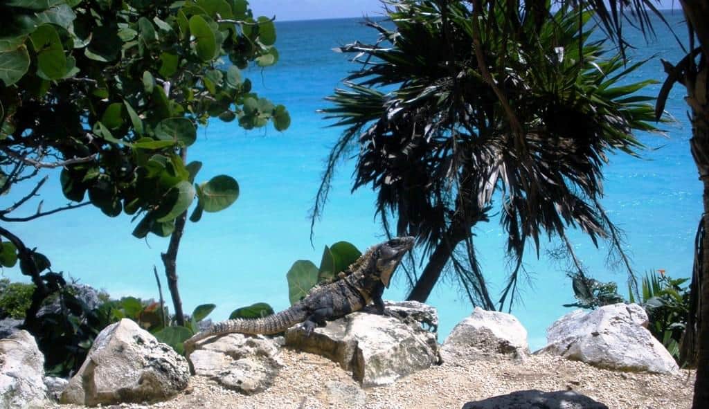 Iguana en la Costa Maya