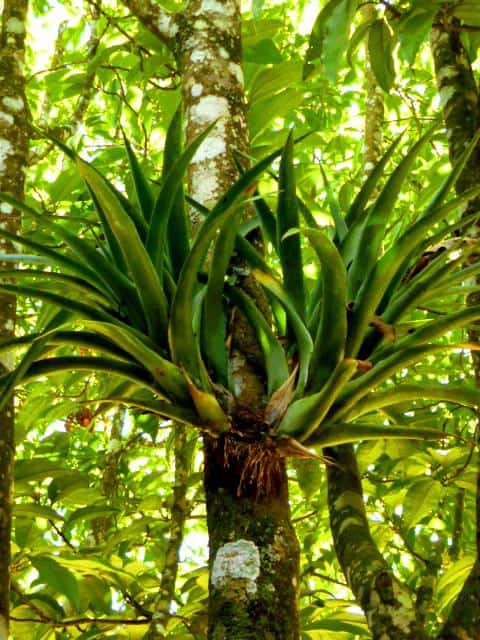 Bromeliaceas en la selva centroamericana