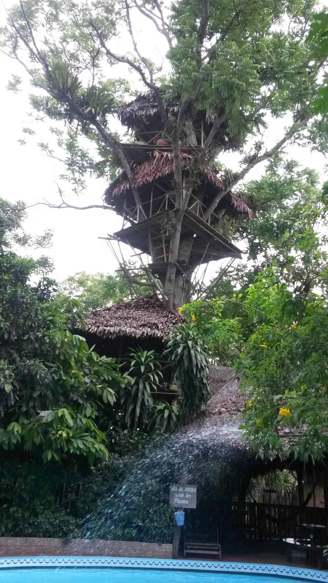 El árbol más alto de Iquitos