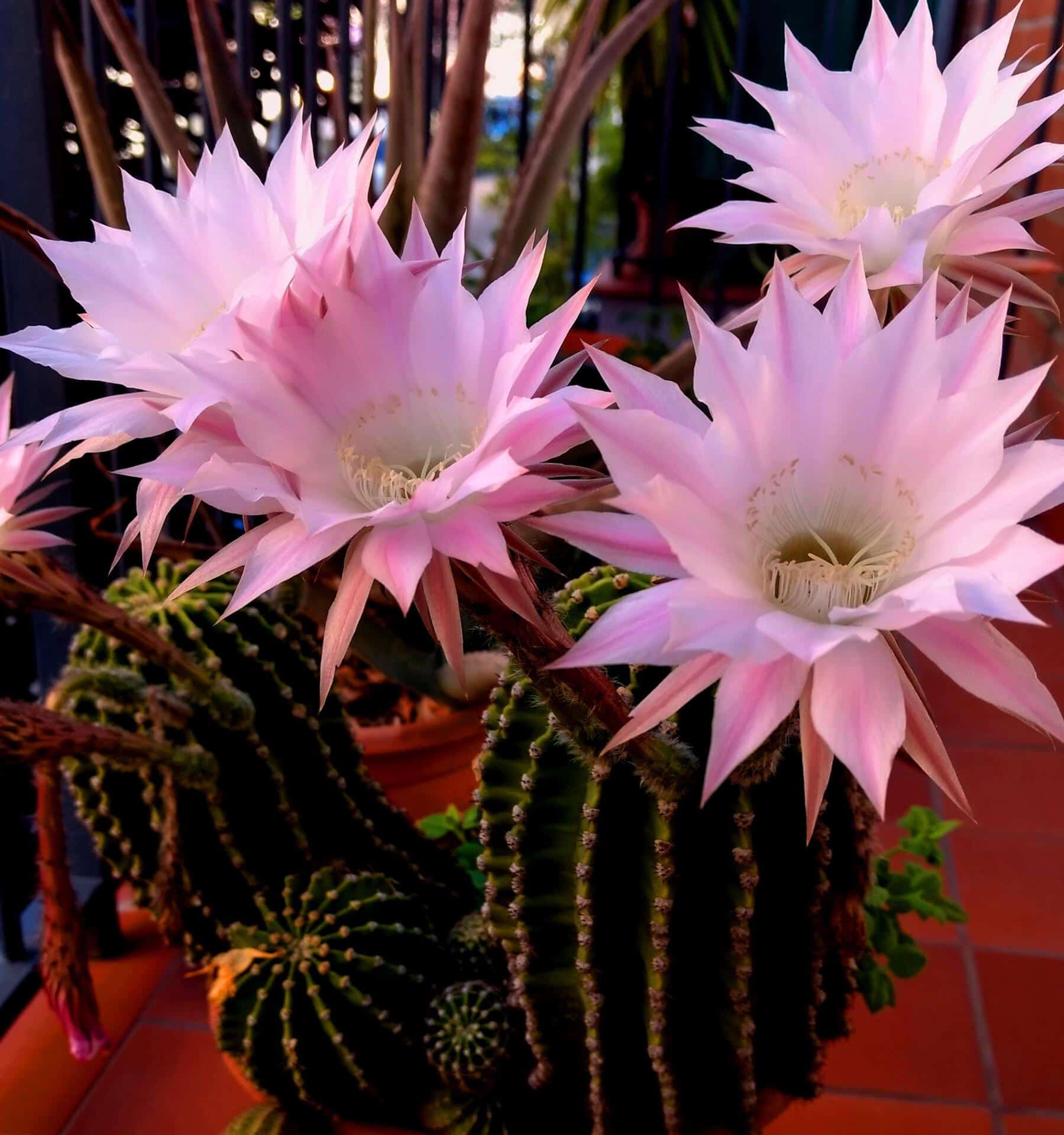 Flower of  Echinopsis oxygona