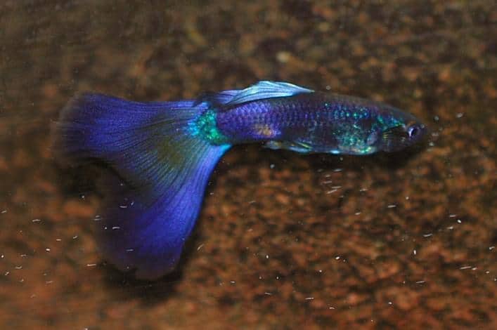 Guppy, Poecilia reticulate