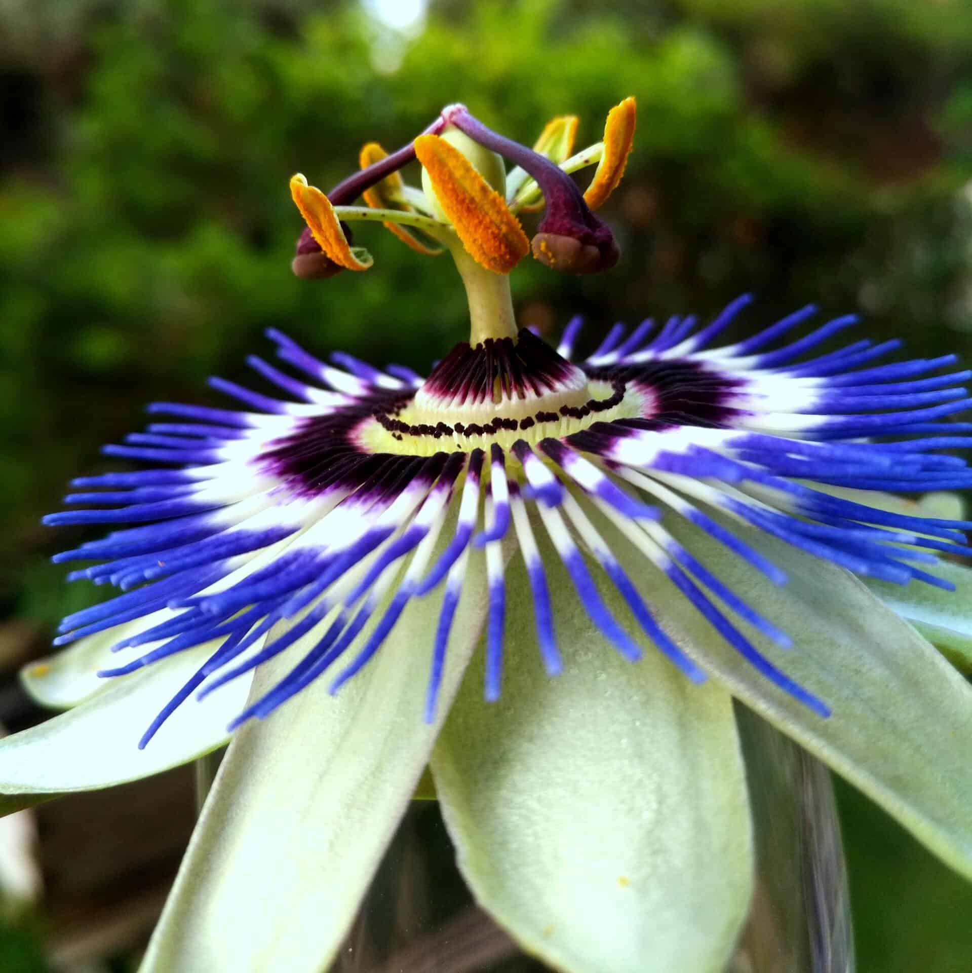 Passiflora caerulea