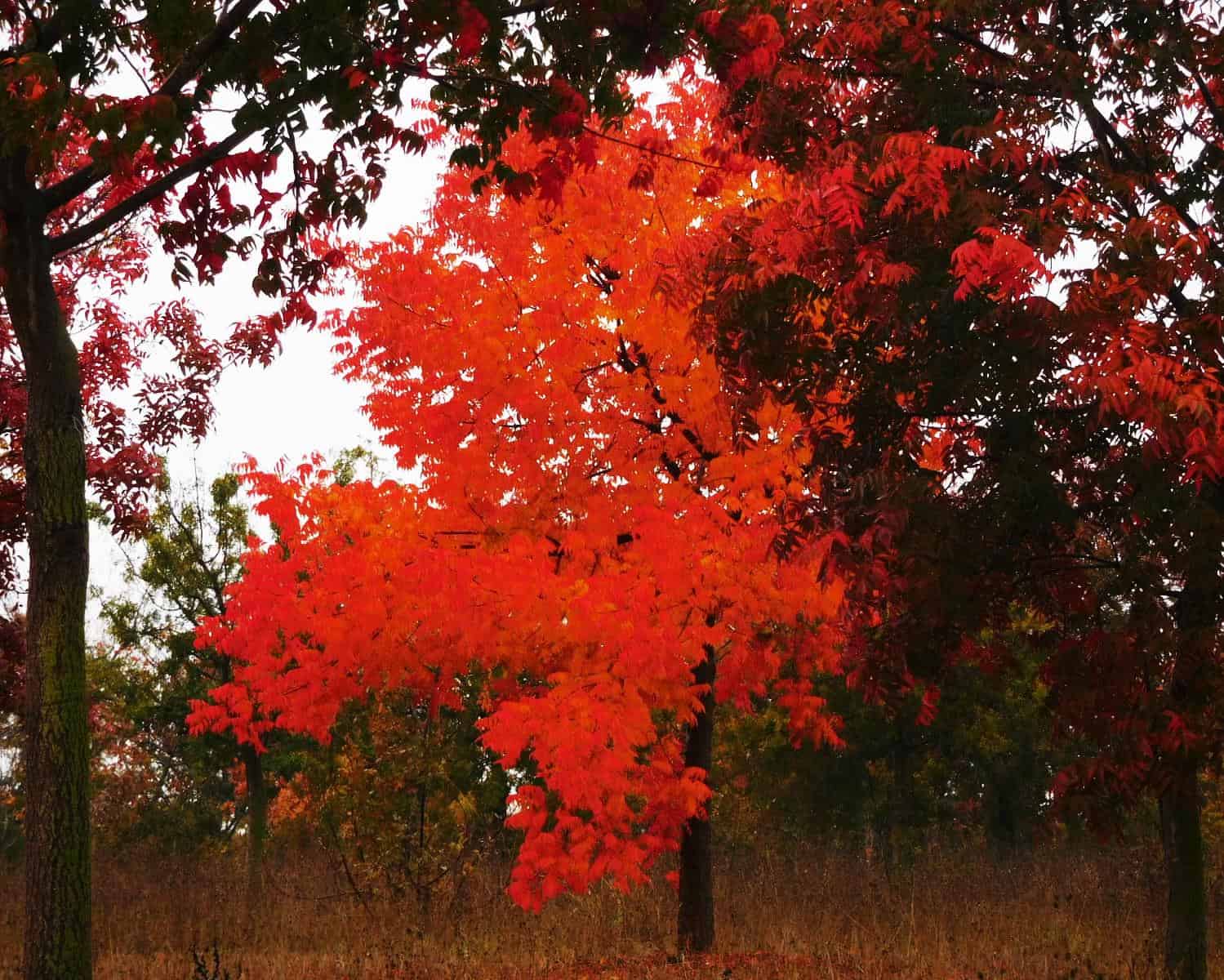 Bosque de otoño