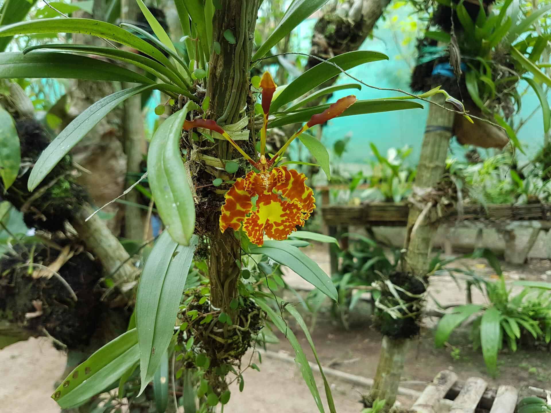 Orquídeas de la selva peruana