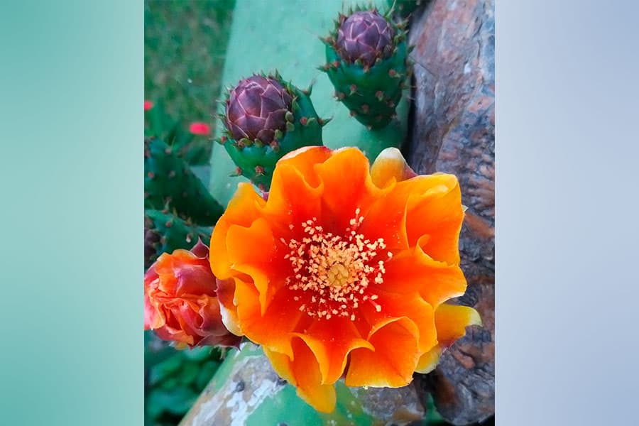 Opuntia ficus-indica