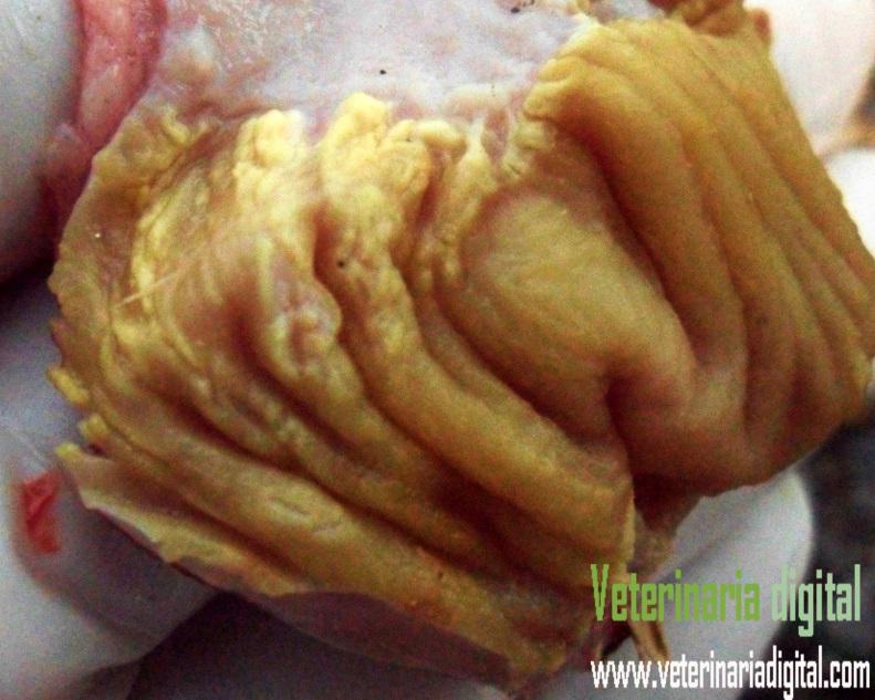 Micosis de molleja