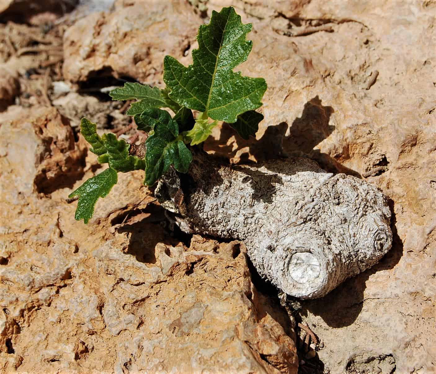 Higuera bonsai natural