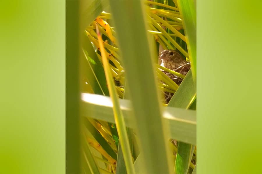 Serinus nest