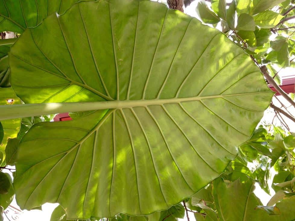 Simetria, Alocasia