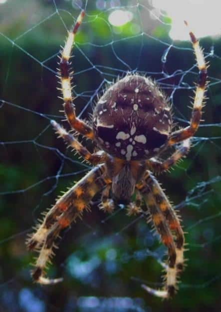 Araneus pallidus