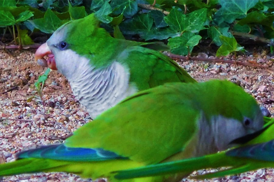 Loro