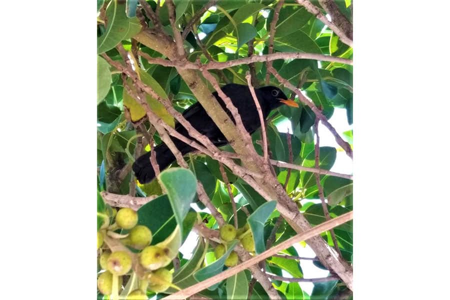 Turdus médula
