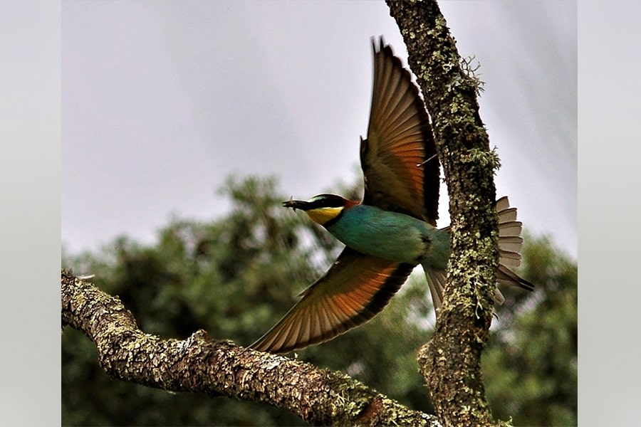 Abejaruco