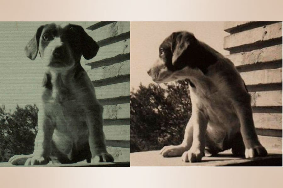 “A dog named Misery”