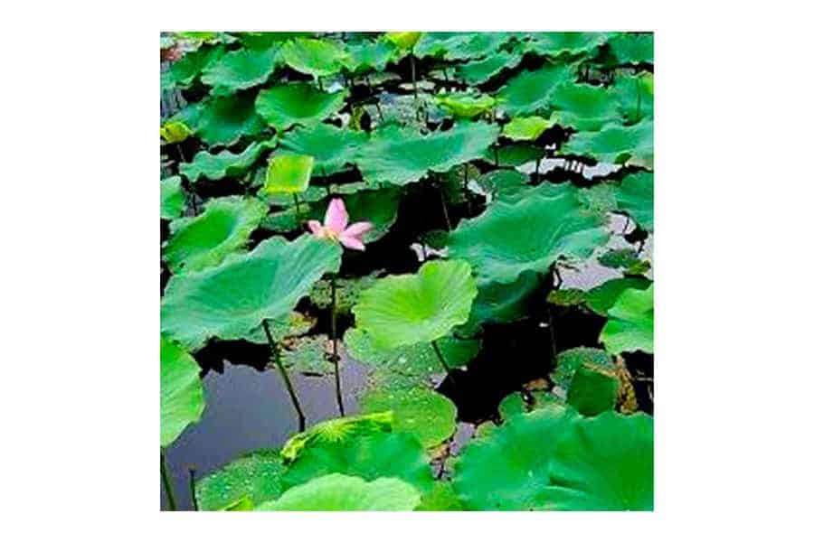 Lotus