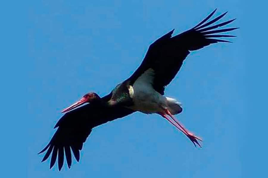 Black stork