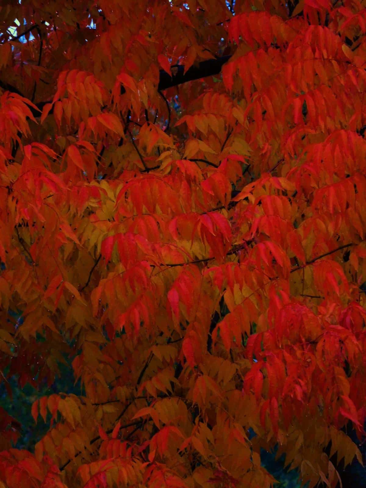 Colors of autumn