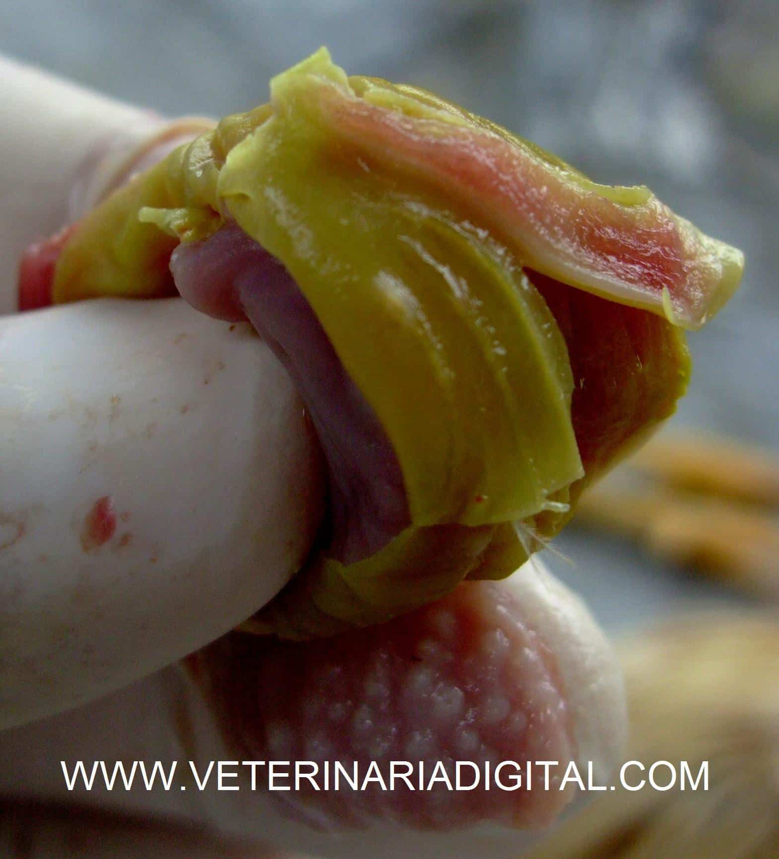 Mycosis in gizzard