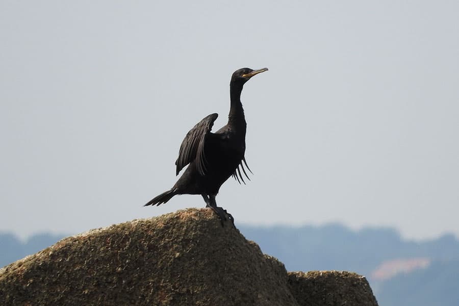 Cormorant