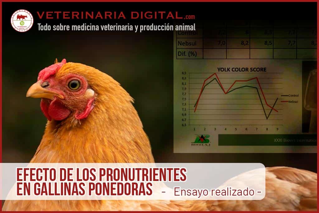 Efecto de los pronutrientes en gallinas ponedoras