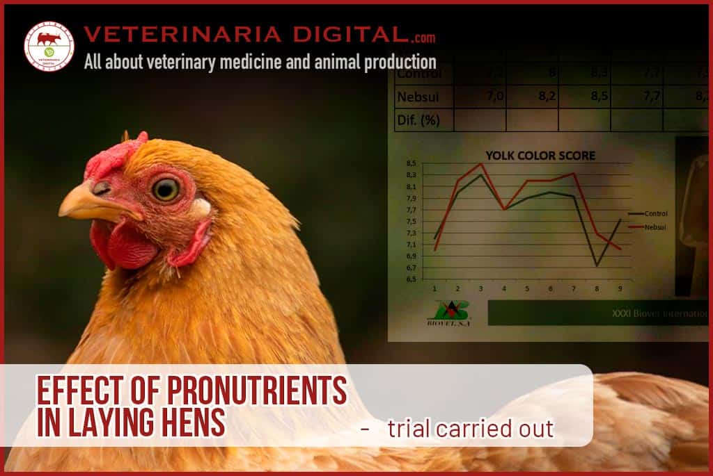Effect of pronutrients in laying hens