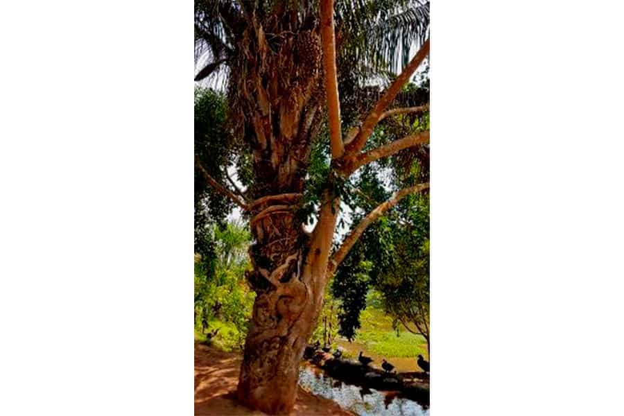 Renaco and palm tree