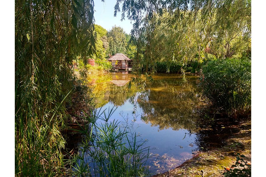 Willows at lake