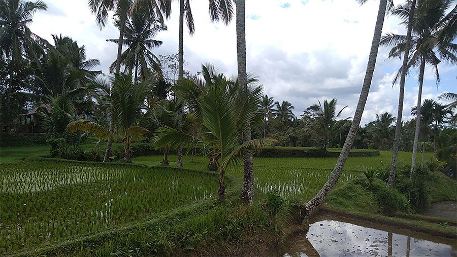 Rice terraces in Lombok