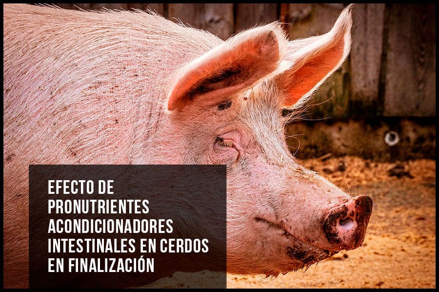 Efecto de pronutrientes acondicionadores intestinales en cerdos en finalización