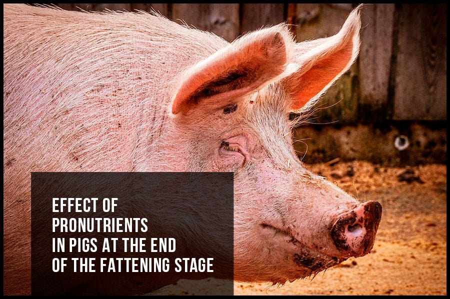 Effect of pronutrients in pigs at the end of the fattening stage