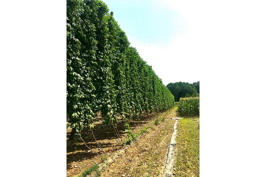 Hops