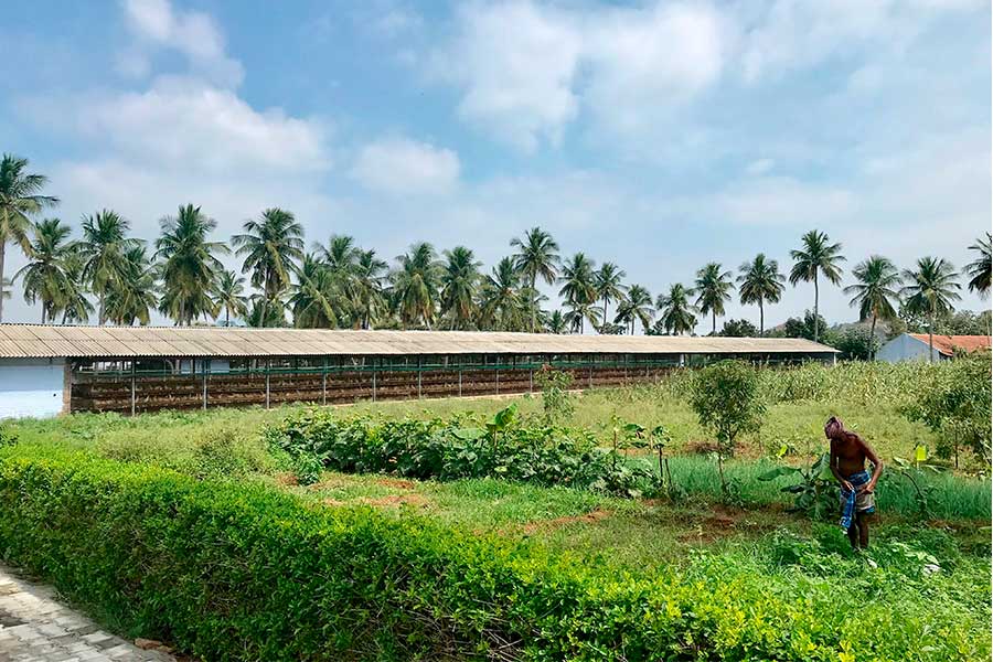 Farm in the tropics