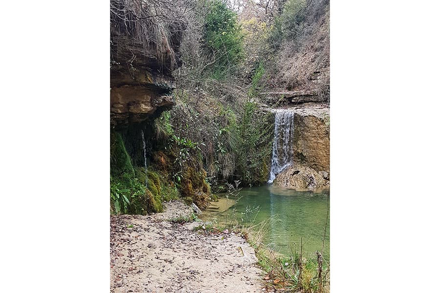 Ivys’ spring
