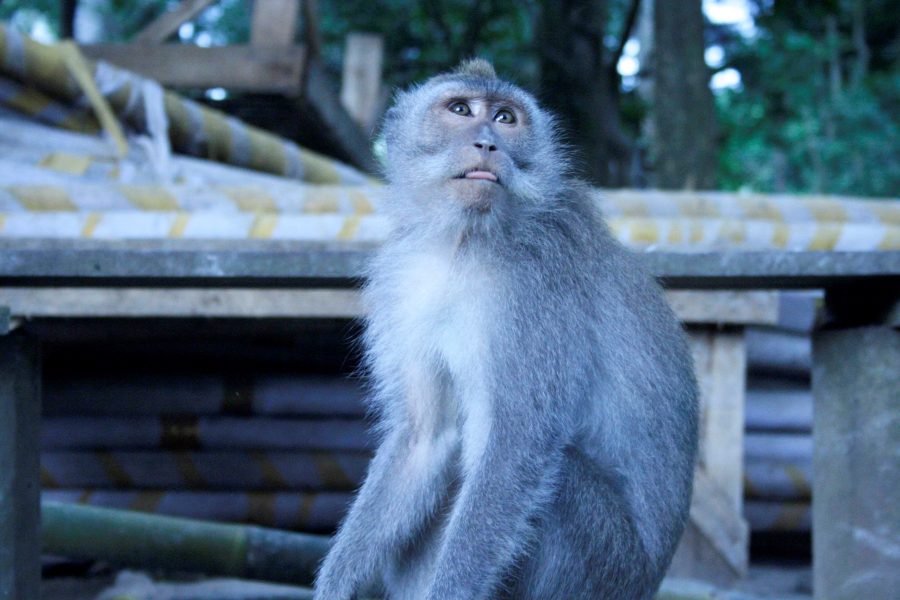 Monkey in Bali