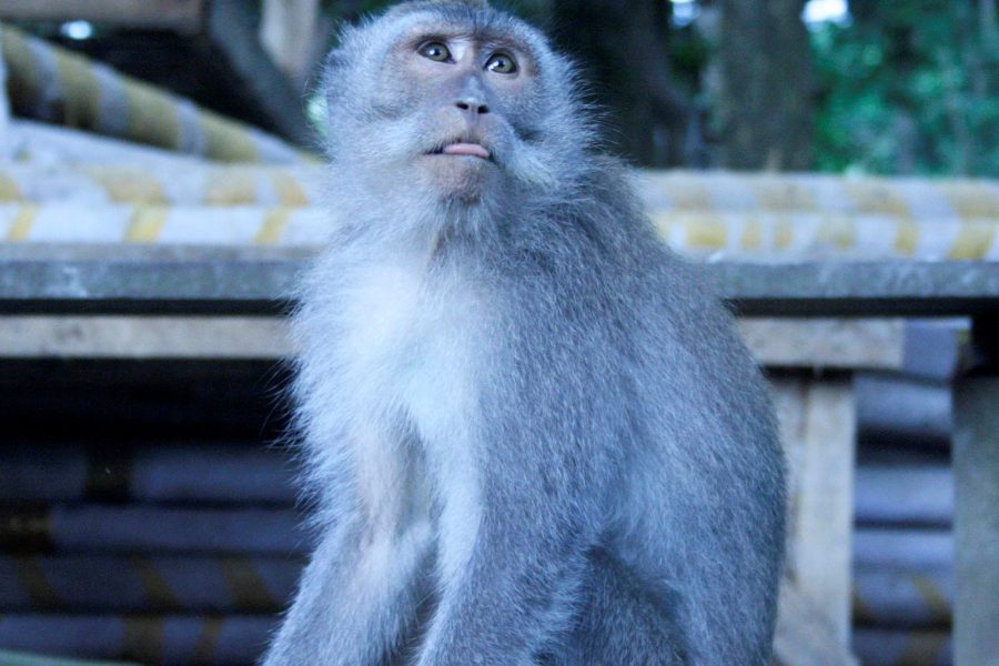 Mono en Bali