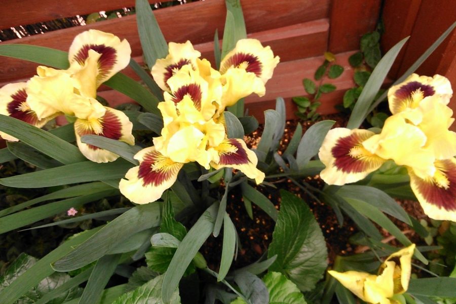 Peruvian iris