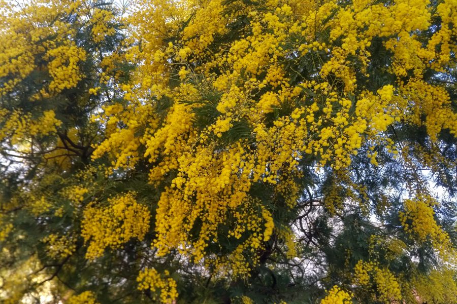 Acacia dealbata