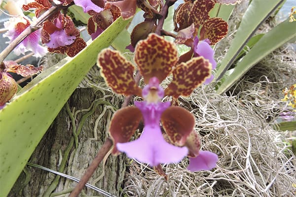 Moyobamba orchids