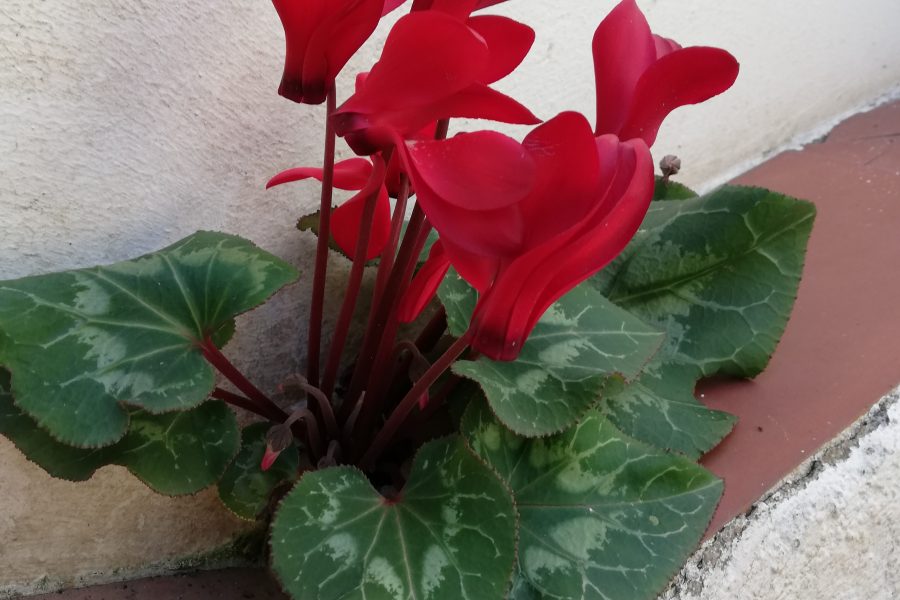 Cyclamen