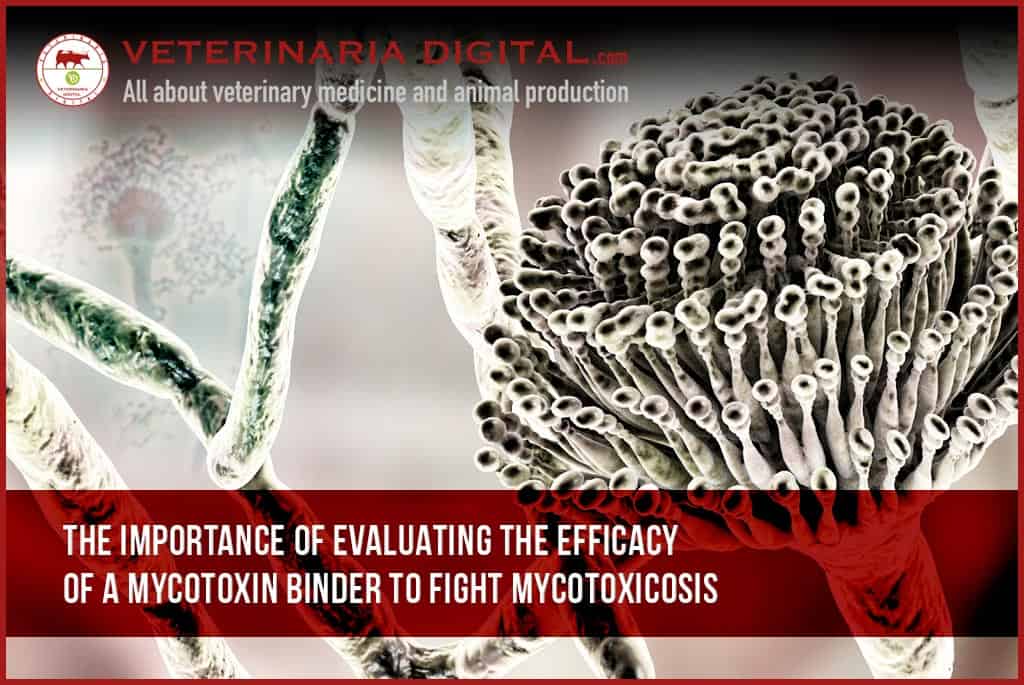 The importance of evaluating the efficacy of a mycotoxin binder to fight mycotoxicosis