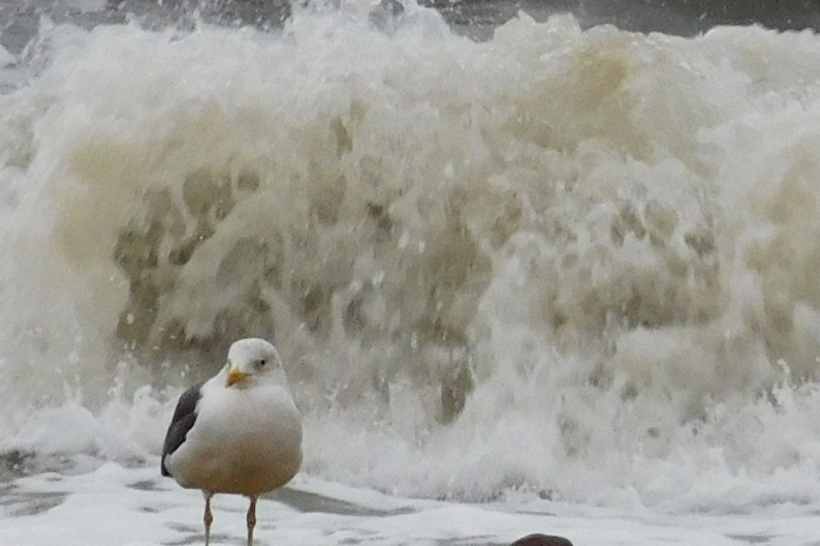 Seagull in winter