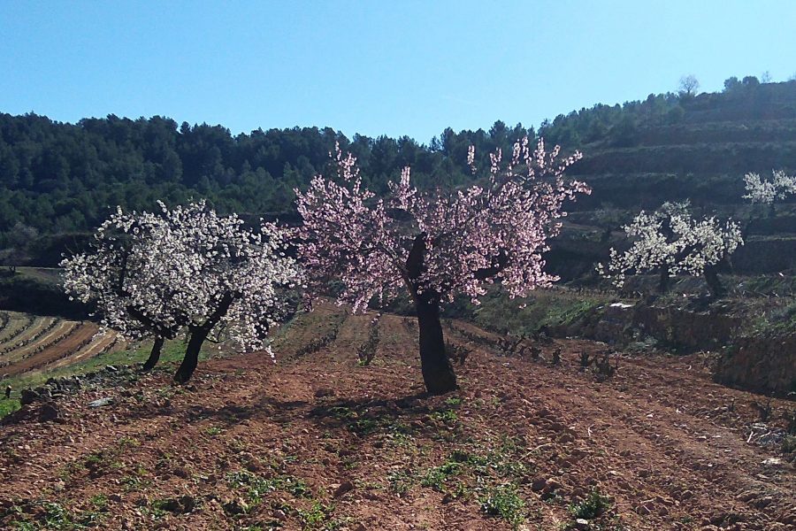 Spring at the Priorat county