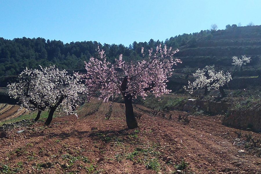 Primavera en el Priorat